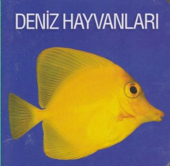 Deniz Hayvanları (Ciltli) - Kolektif - Koleksiyon Yayıncılık - Çocuk K